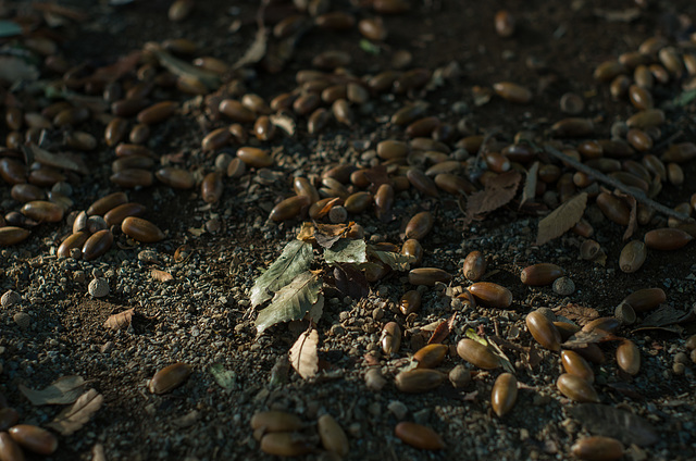 Ground covered with acorns