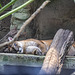Lazy cougar