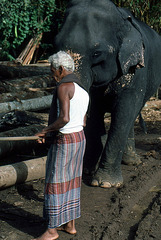 Arbeitselefant und Betreuer an der Arbeit Sri Lanka 1982