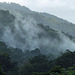 Mist, rising from the rain forest, Asa Wright Nature Centre, Trinidad