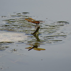 Amberwing dragonfly