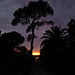pin et palmier, coucher de soleil, contre-jour, Porquerolles