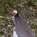 March 28 foul fowl