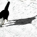 ABC - die Katze lief im Schnee ...