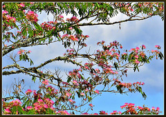 Silk tree blossom