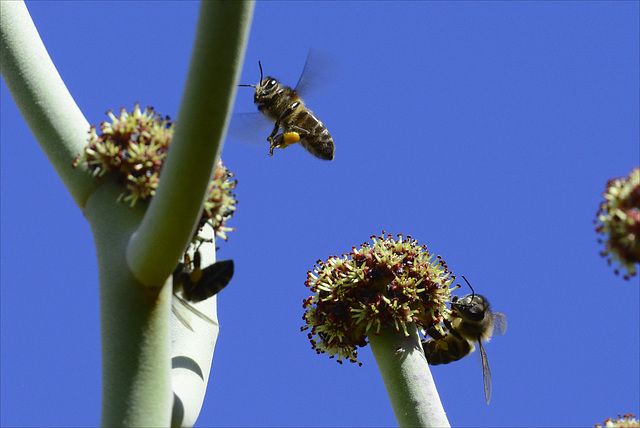 Bees on Euphorbia kamponii ..