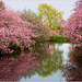 Spring flowering Cherry Trees in Reflection...