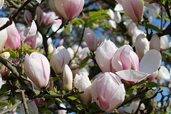 du magnolia pour cette semaine