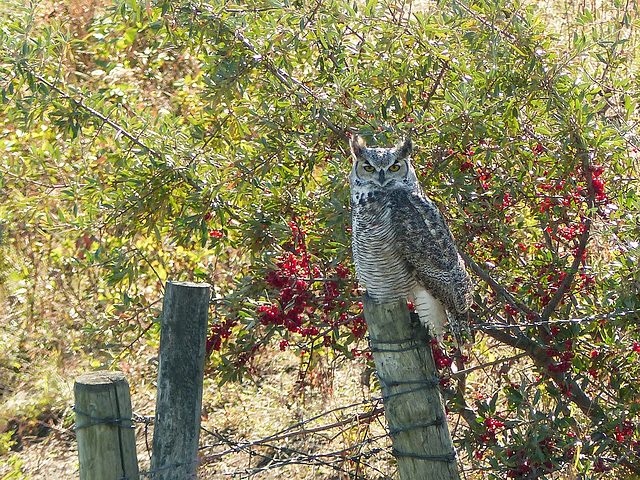 Great Horned Owl on a fence post