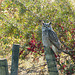 Great Horned Owl on a fence post