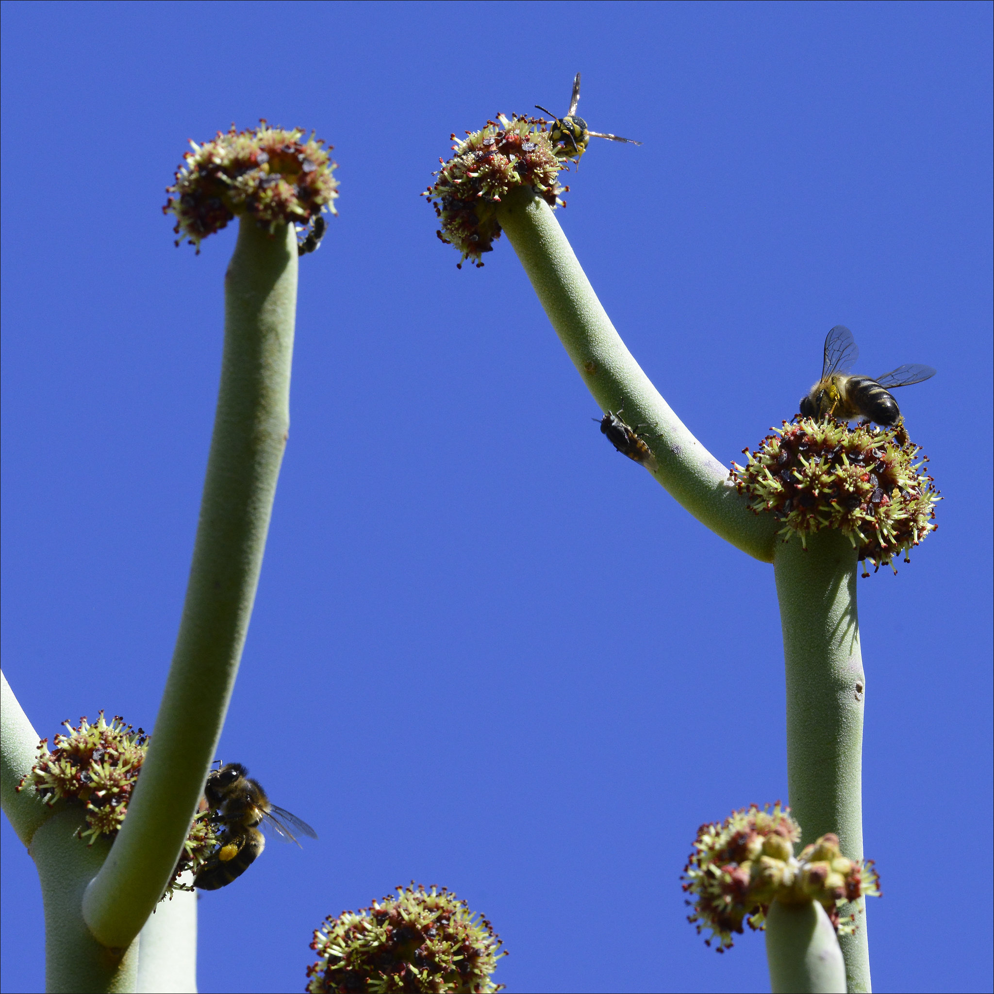Bees on Euphorbia kamponii