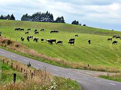 Cows in Pasture.