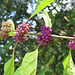 Callicarpa americana berries