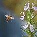 october bee and rosemary-DSC 9725
