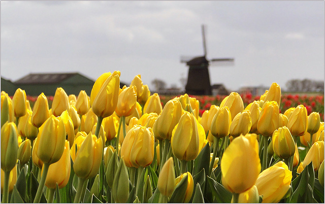 Yes!!! Yellow Tulips in The Netherlands...