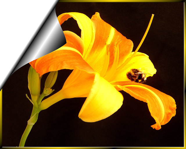 Earth bumblebee visits daylily... ©UdoSm