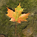 29/50 maple leaf, feuille d'érable
