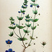 Anagallis coerulea-Flora Batava