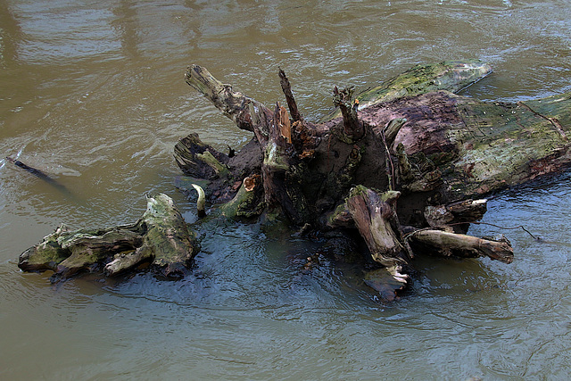 Au gré de sa fantaisie , Dame Loire charrie un arbre mort .