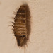 BeetlelarvaIMG 1554