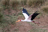 Yellow-billed stork (Explored)