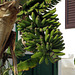 Bananen vor dem Haus