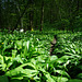 Auf dem Bärlauchpfad - On the Wood Garlic Trail - Le chemin de l'ail sauvage - please enlarge!