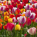 Multi-colour Tulips