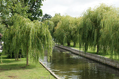 Willow Trees At Horning