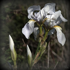 Iris sauvages....!