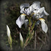 Iris sauvages....!