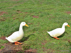 Two White Ducks.