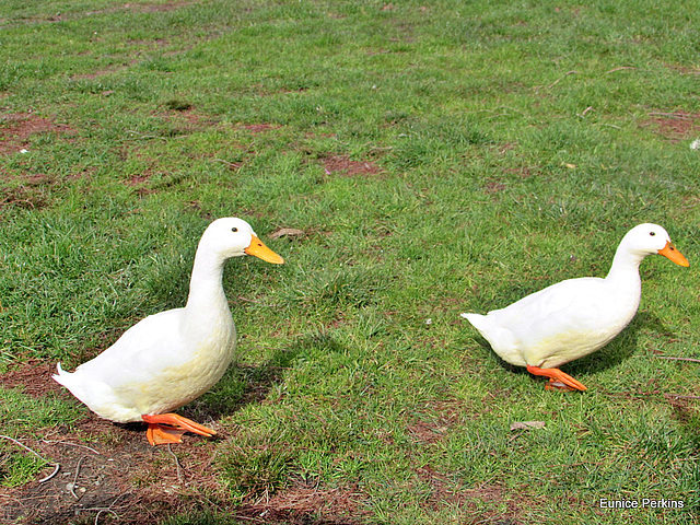 Two White Ducks.