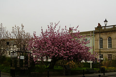 whn - cherry blossom
