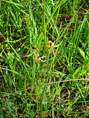 Spider orchids south australia