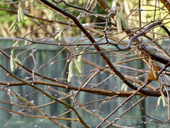 Fence and catkins