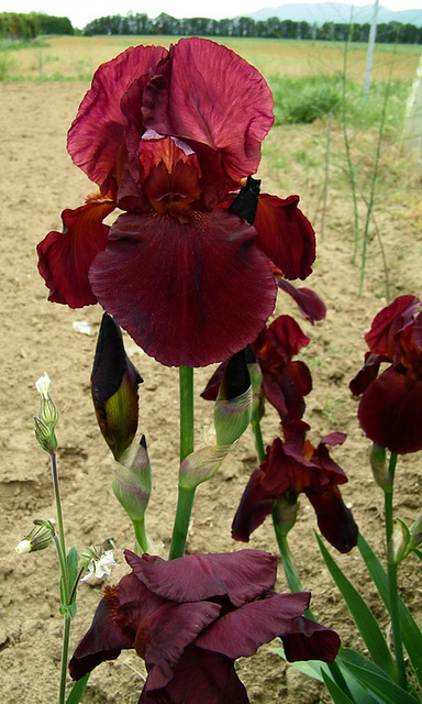 Iris grenat