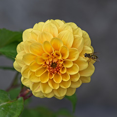 Dahlia with Hover Fly