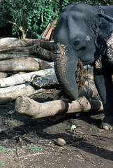 Arbeitselefant an der Arbeit Sri Lanka 1982