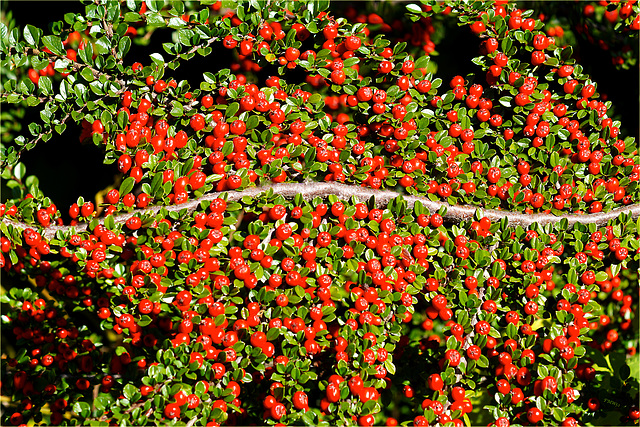 Herbst in Rot-Grün