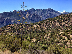 The Chiricahua Mountains