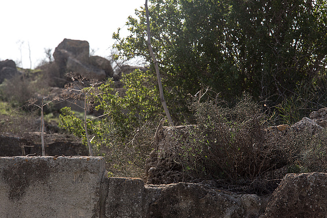 20141130 5787VRAw [CY] Salamis, Famagusta, Nordzypern