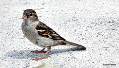 Female Sparrow.