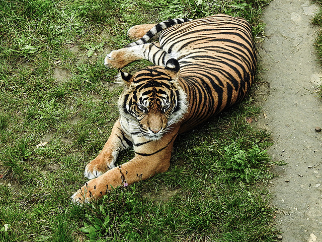 20170928 3129CPw [D~OS] Sumatra-Tiger, Zoo Osnabrück