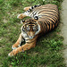 20170928 3129CPw [D~OS] Sumatra-Tiger, Zoo Osnabrück
