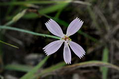 Cichorium intybus, Canada