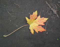 14/50 maple leaf, feuille d'érable