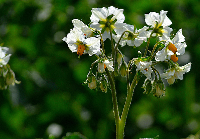 Potato flower