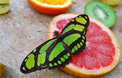 Butterfly on a grapefruit