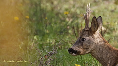 Chevreuil - Roe deer